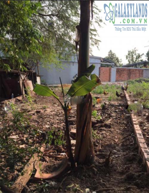 Bán đất phường Phú Thọ.